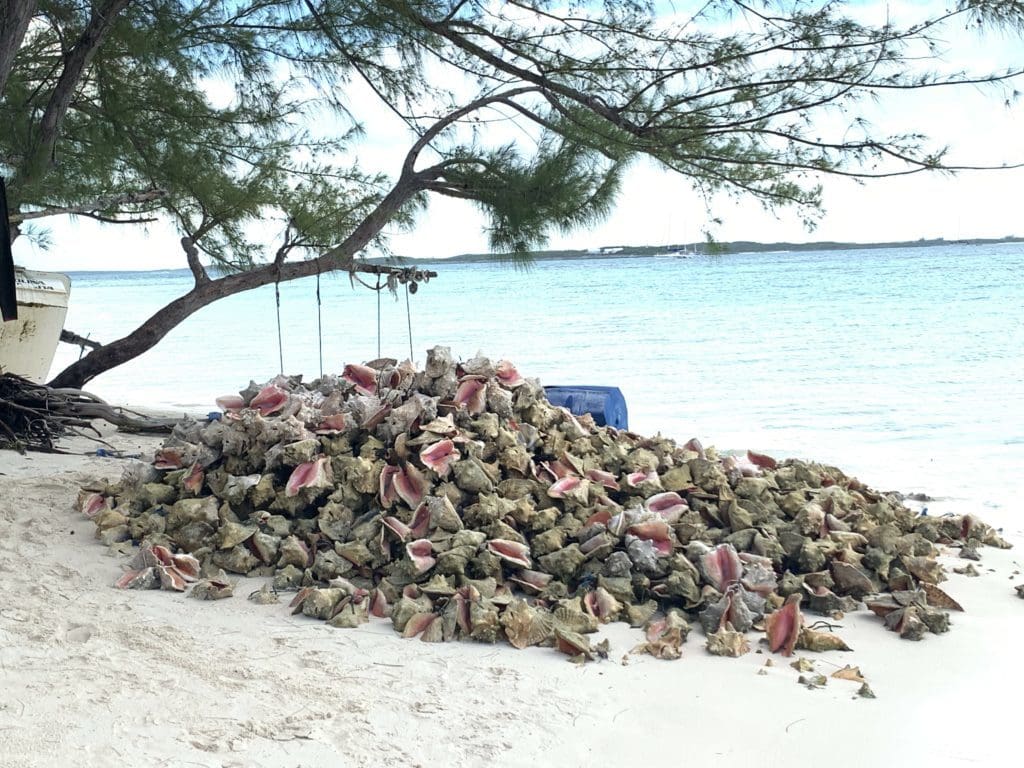 Exuma- Bahamas- swimming with the pigs- swimming pigs- vacation- family vacation- trip- beaches- Caribbean- Grand Isle Resort- Chat N Chill