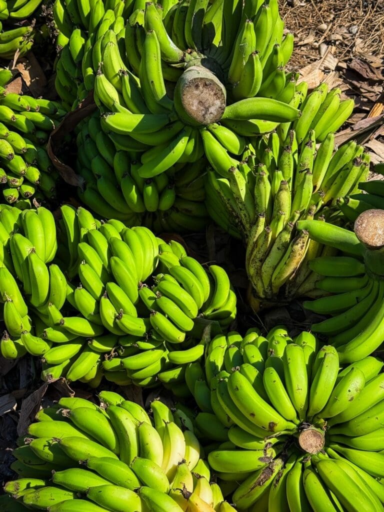 Freshly harvested bunches of green bananas stacked at a farm near Agadir